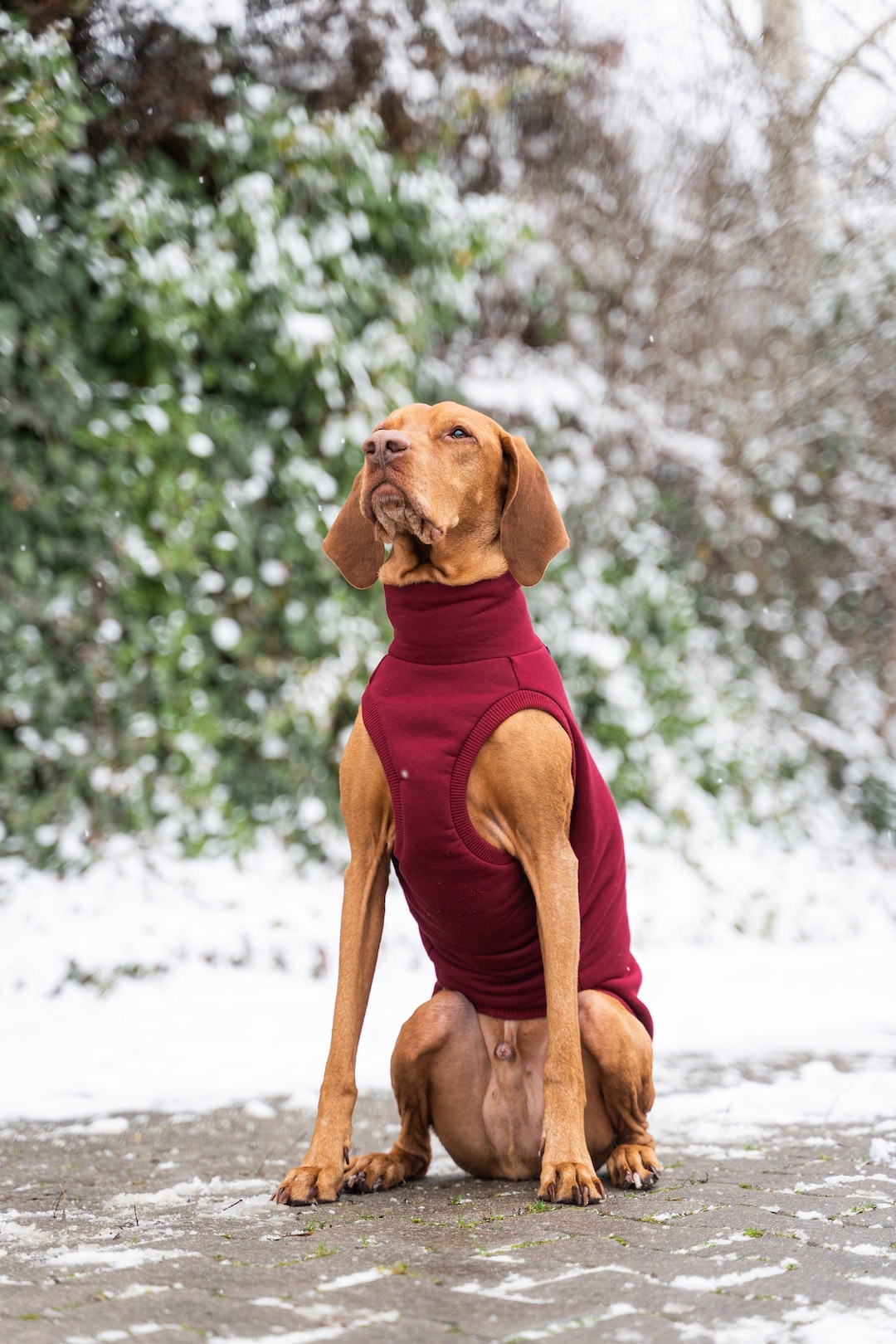 Premium Dog Clothes for Vizsla Stay Warm, Protected, and Stylish Etsy
