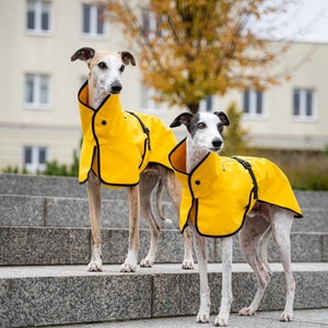 Whippet Softshell Coat | Waterproof Sighthound Jacket with Reflective Strap - Yellow