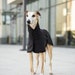 see more listings in the Whippet Clothes section
