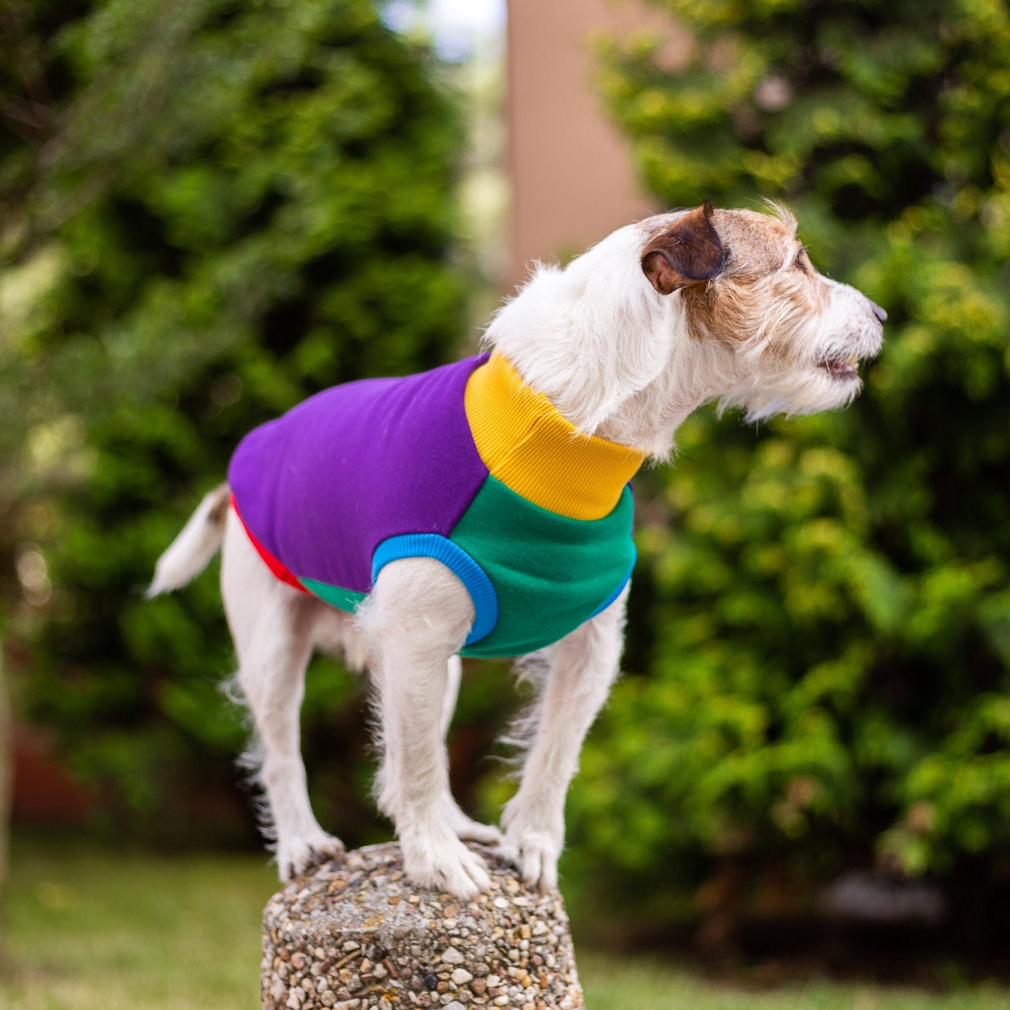 Verrückter Hund Hoodie Pieski w Kreski Hund Hoodie Etsy