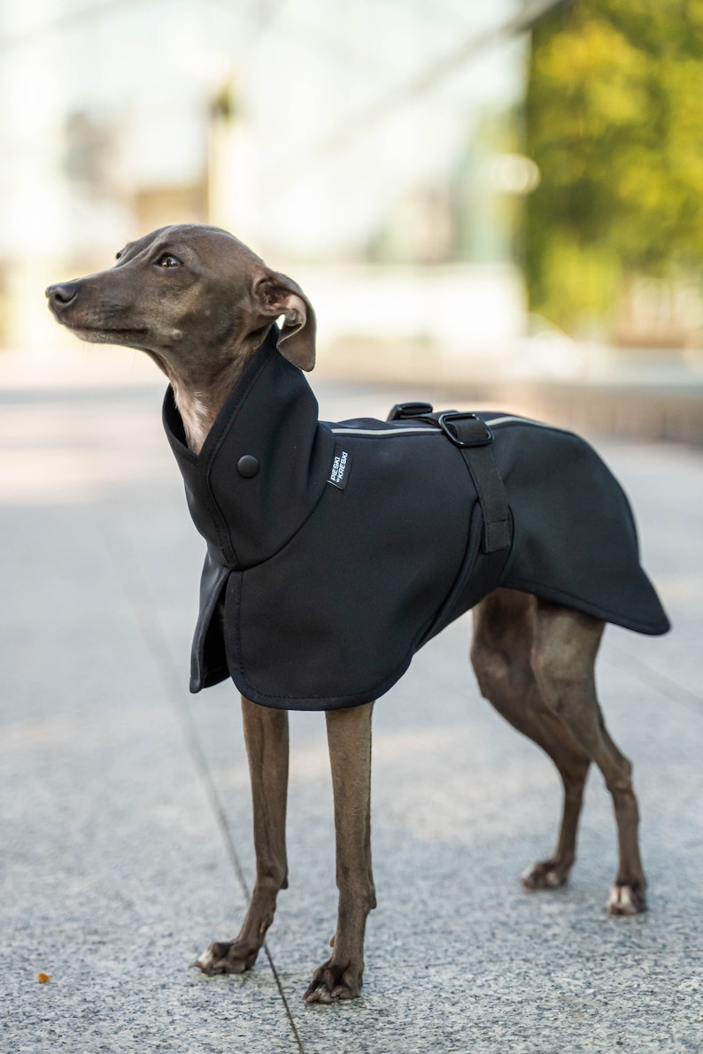 Softshell Manteau pour Iggy avec réflecteurs Vêtements pour lévrier italien NOIR image 1