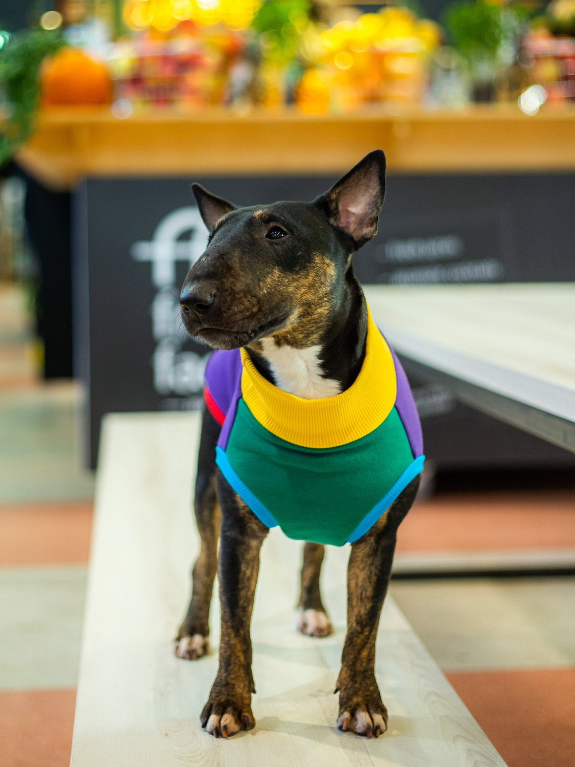 Verrückter Hund Hoodie Pieski w Kreski Hund Hoodie Etsy