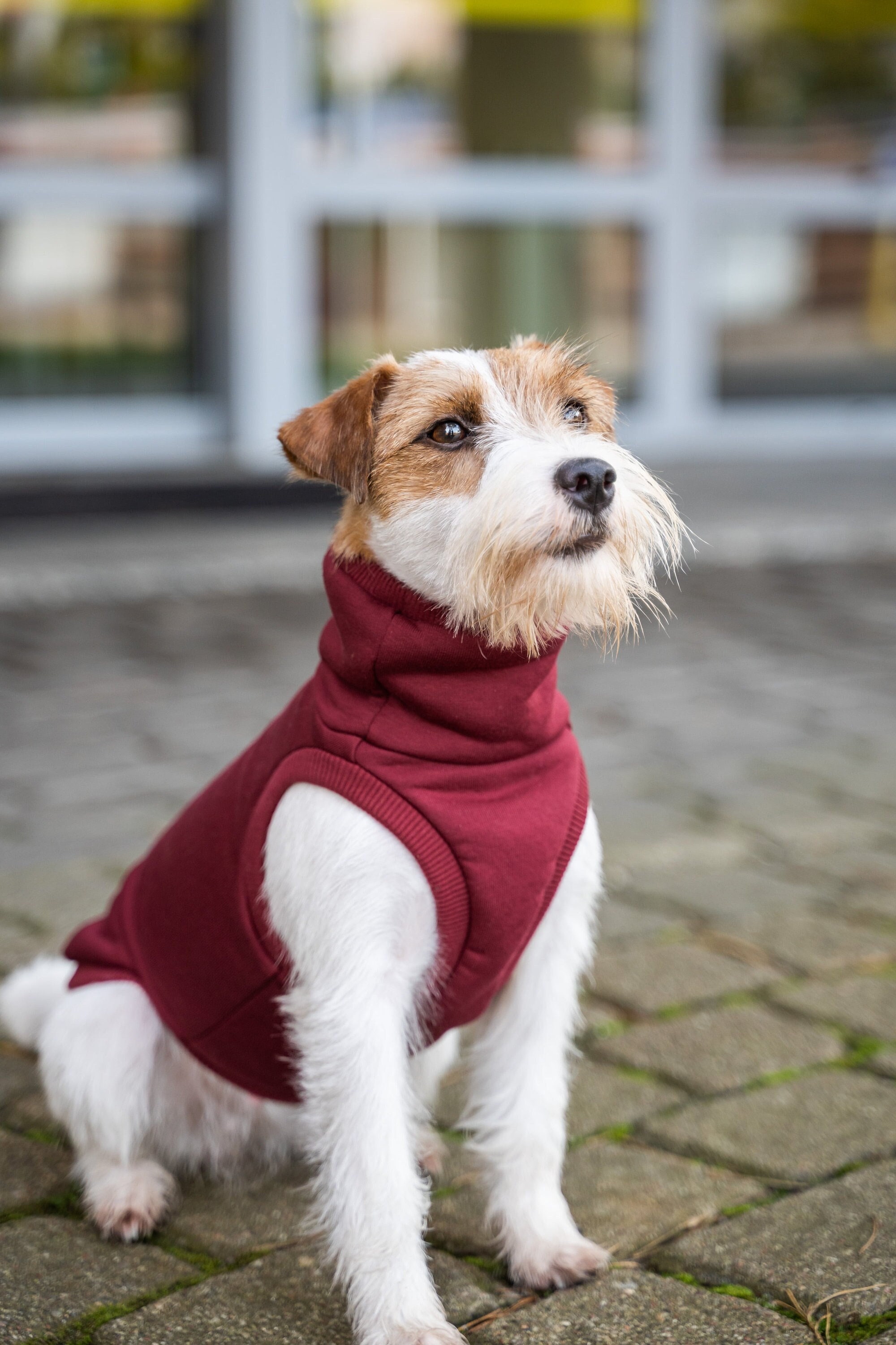 Louis Pup Reflective Windbreaker, Paws Circle