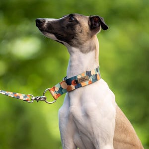 Martingale dog collar best for whippet, sighthound collar, dog accessories / italian greyhound, whippet, saluki - Dots