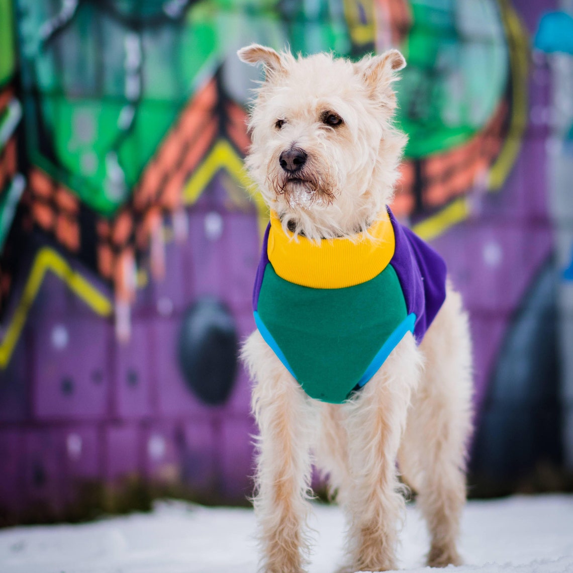 Verrückter Hund Hoodie Pieski w Kreski Hund Hoodie Etsy