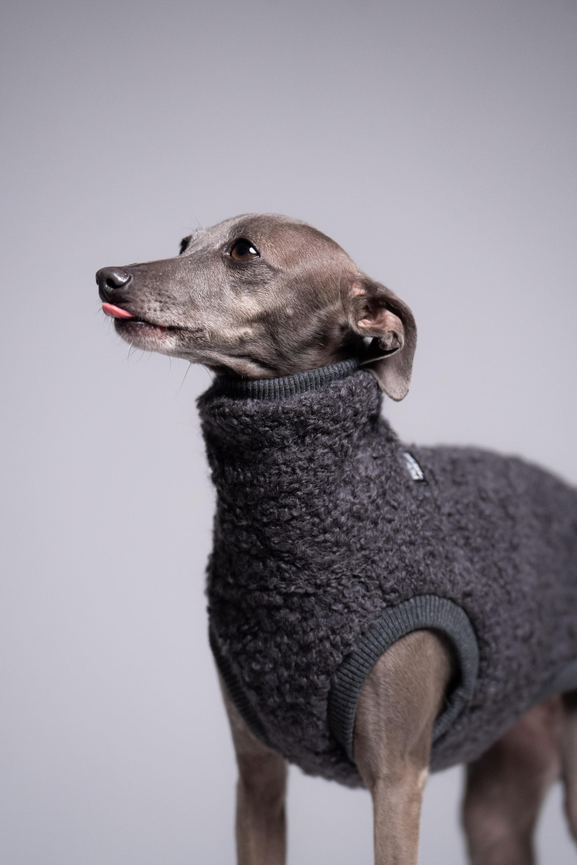 75% Wool Iggy Jumper – Italian Greyhound Clothing, Graphite - Etsy