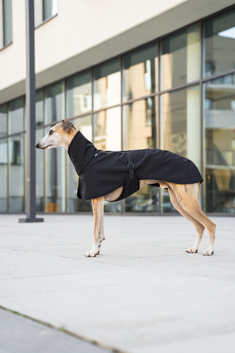 Softshell Coat for Whippet with Reflectors whippet clothes BLACK image 4