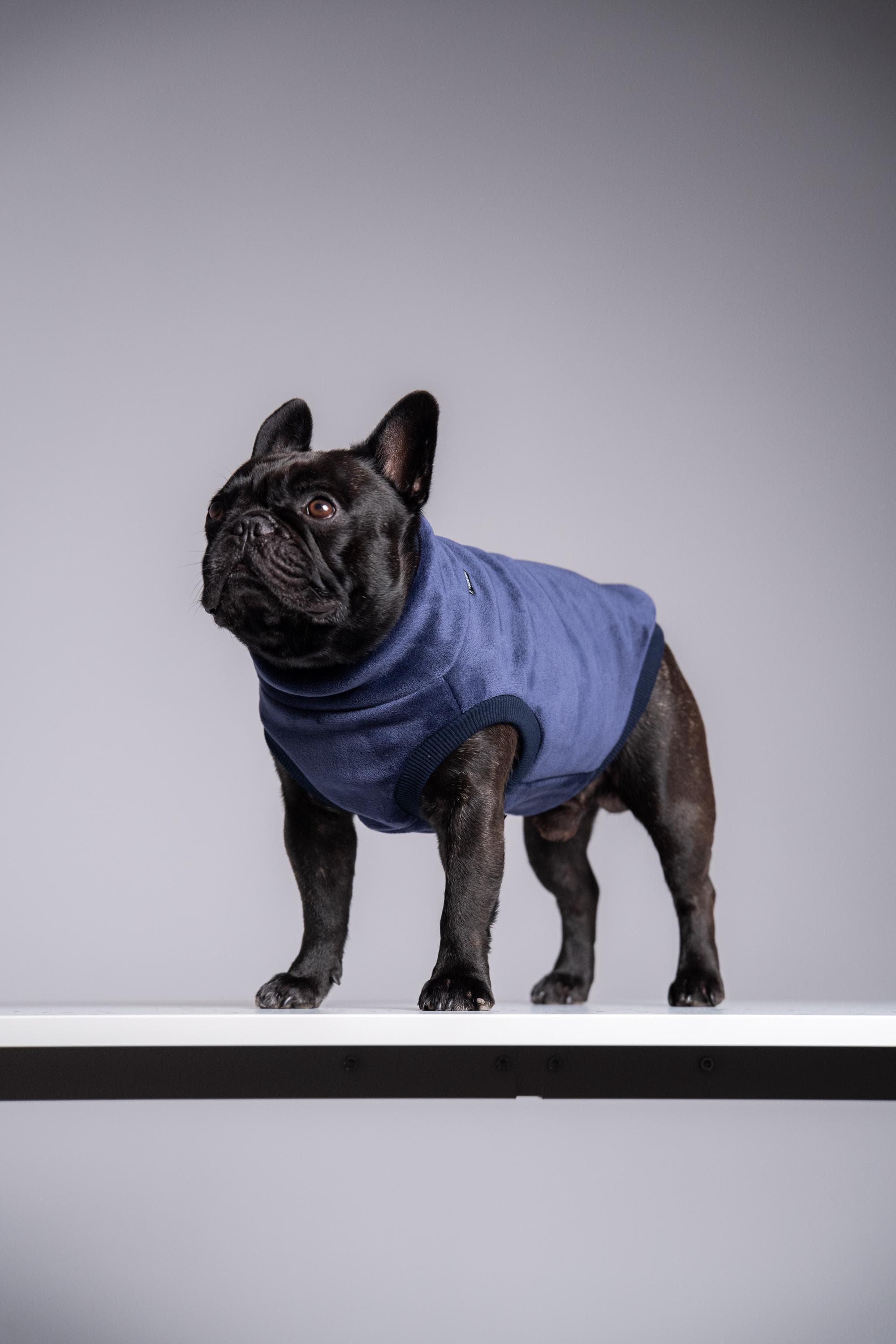 Velvet Fleece French Bulldog Jumper – Frenchie Clothes, English