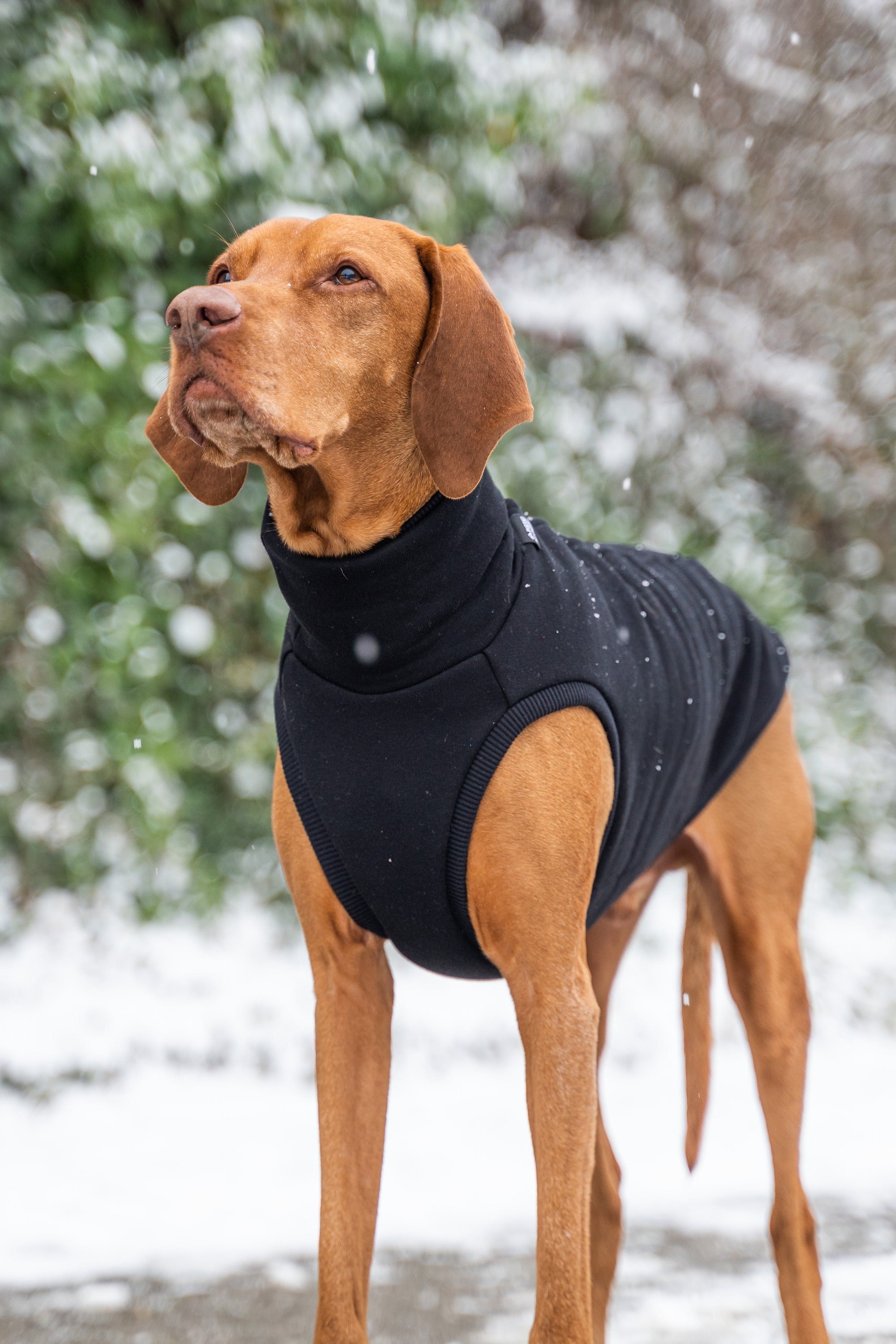 Vizsla coat 2025