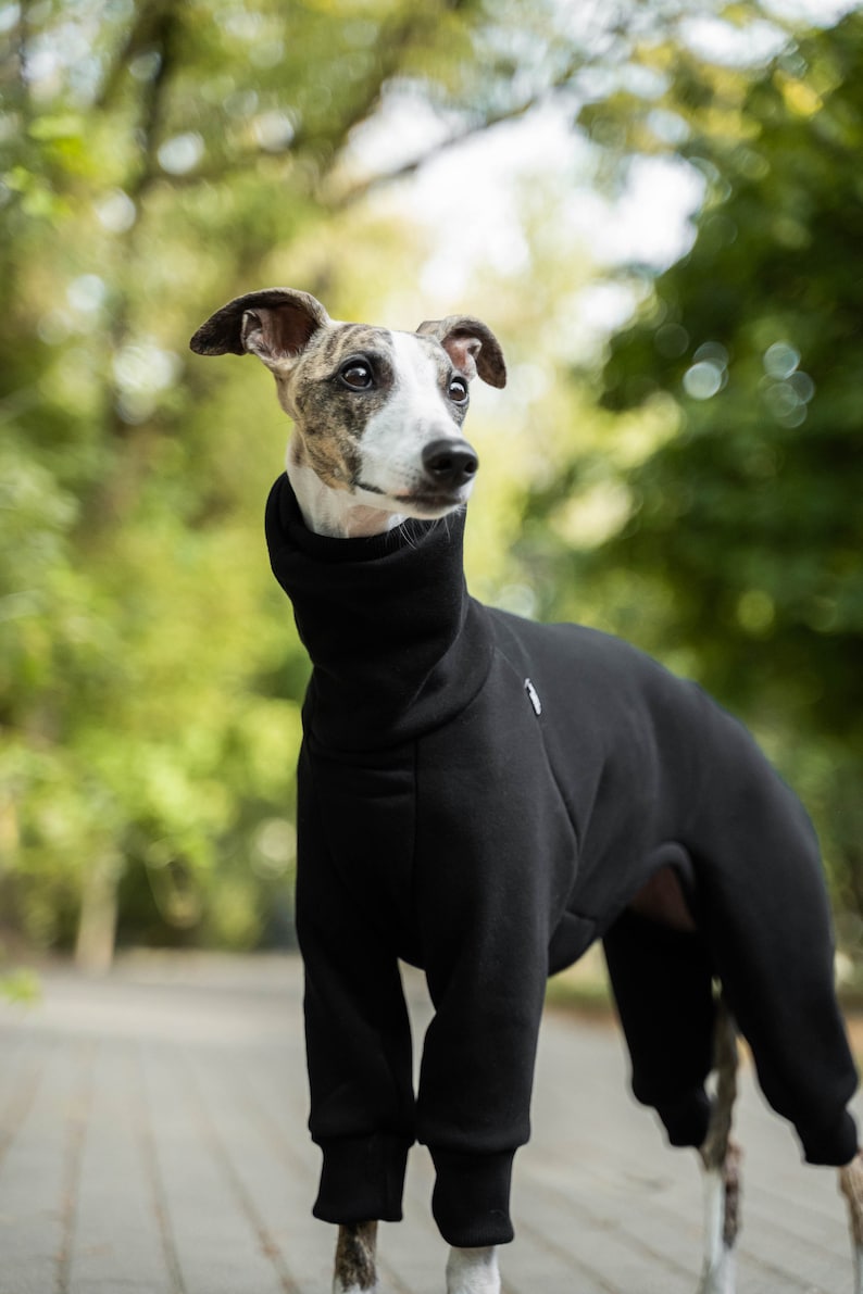 90% coton Combinaison pour Whippet vêtements pour whippet Noir image 3