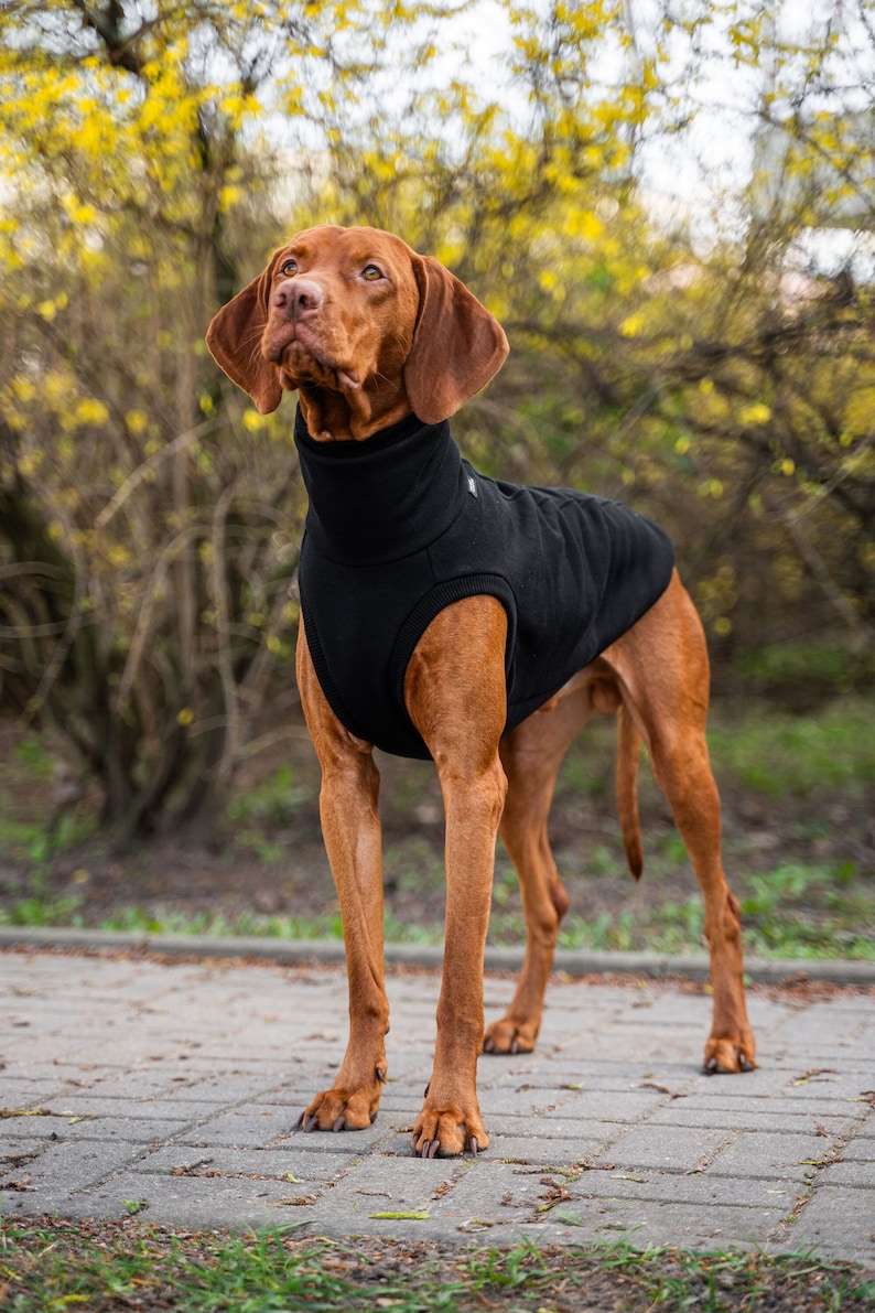 90% Baumwolle Sweatshirt für Vizsla Hundebekleidung Schwarz Bild 1
