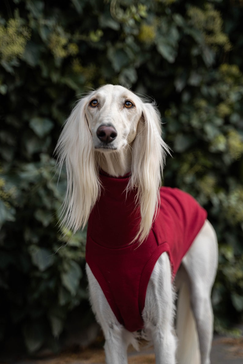 90% cotton Sweatshirt for the big sighthound. Saluki, sloughi, galgo, sighound image 3