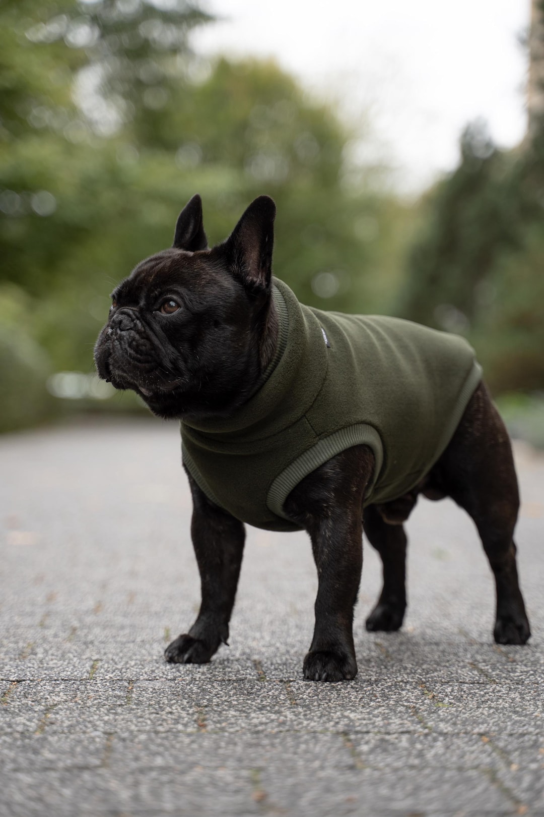 French Bulldog Jersey Stoff Bulldogge Bulldoggen Stoff Baumwolle