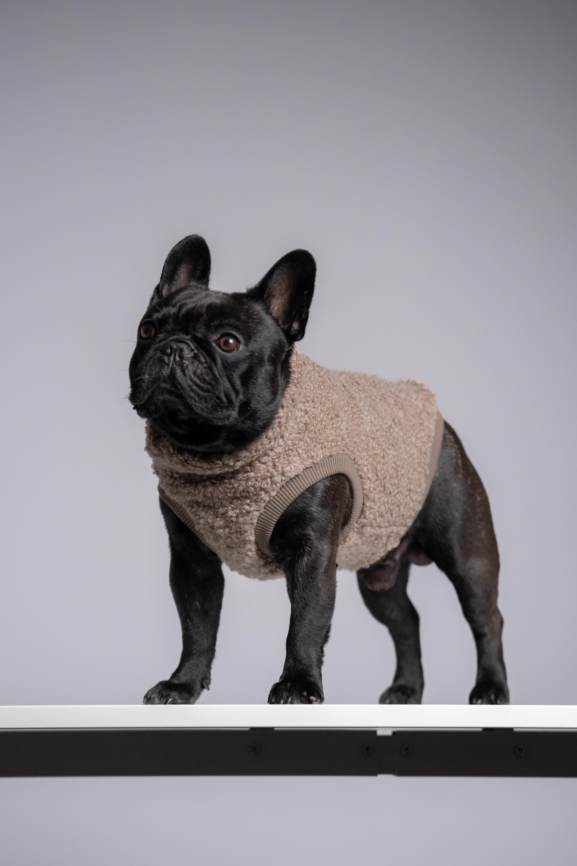 75%ウール フレンチブルドッグ ジャンパー – フレンチブルドッグ服