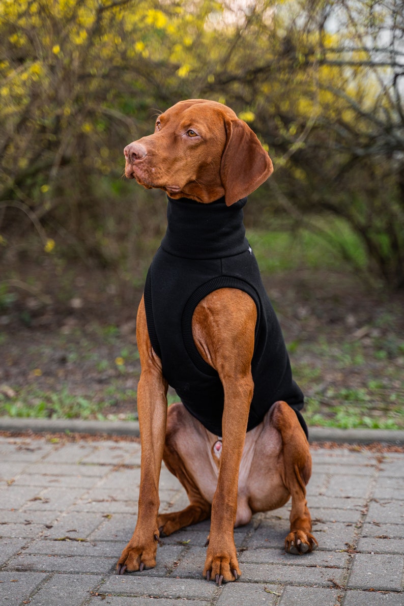 90% Baumwolle Sweatshirt für Vizsla Hundebekleidung Schwarz Bild 3