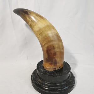 Op de afbeelding: Een gebogen, gepolijste hoorn met een donkerbruine punt, gemonteerd op een ronde, zwarte houten voet. De hoorn heeft een natuurlijke, lichtbruine kleur met donkerbruine vlekken. De voet is een eenvoudig, klassiek ontwerp.