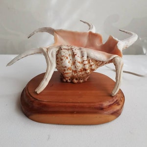 Può includere: Una conchiglia bianca e marrone con un interno rosa, montata su una base di legno. La conchiglia ha una forma unica con lunghe estensioni appuntite.
