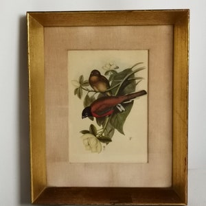 Trogons com estampas de pássaros antigos John Gould em moldura dourada década de 1920 Os pássaros da Ásia Henry B Sandler HBS Pictures Harpactes orrhophaeus