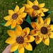 see more listings in the Sunflowers section