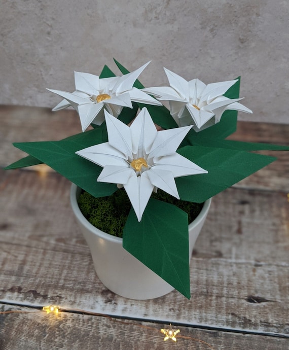 gymno variegata Rare Cactus
