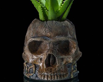 Homo Erectus Skull Planter