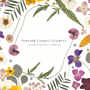 Dried Flowers Clip-arts PNG