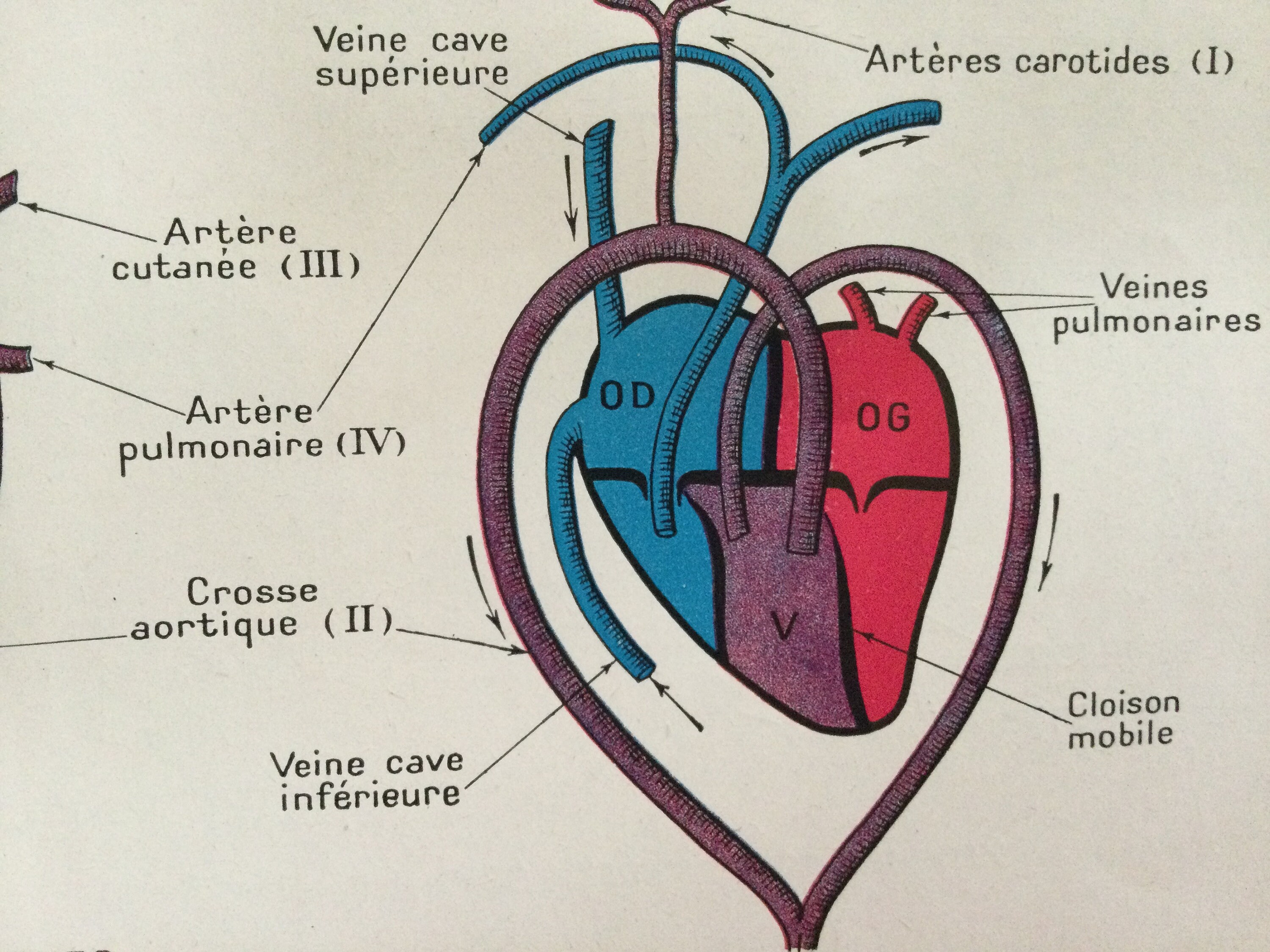 Anatomie Animale Comparée - Anatomy Appareil Circulatoire, Cœur et Vaisseaux Vintage Print Antique F