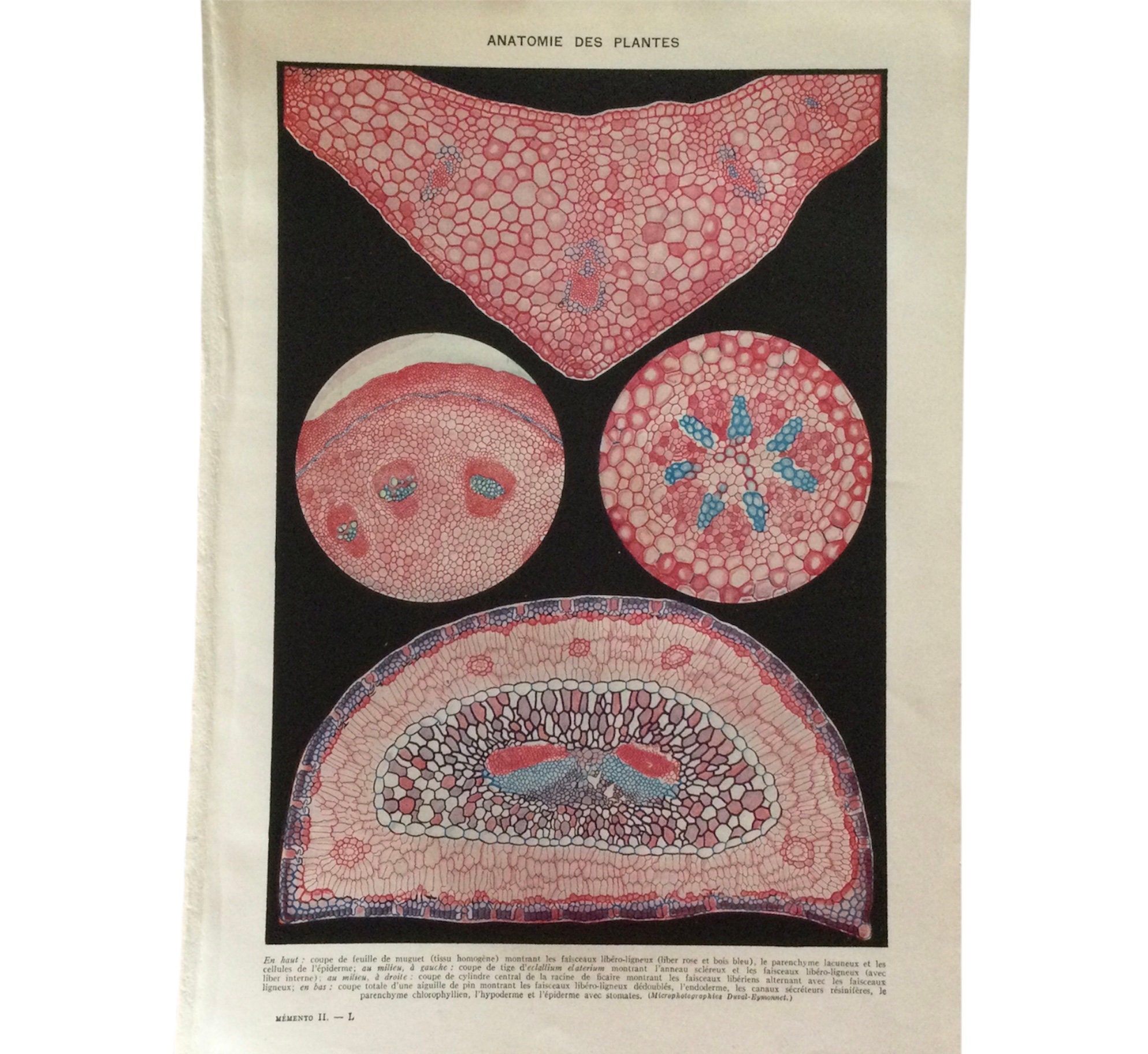 Anatomie Des Plantes -Plants Anatomy - Coupe de Feuille Muguet Vintage Print Antique France Poster F