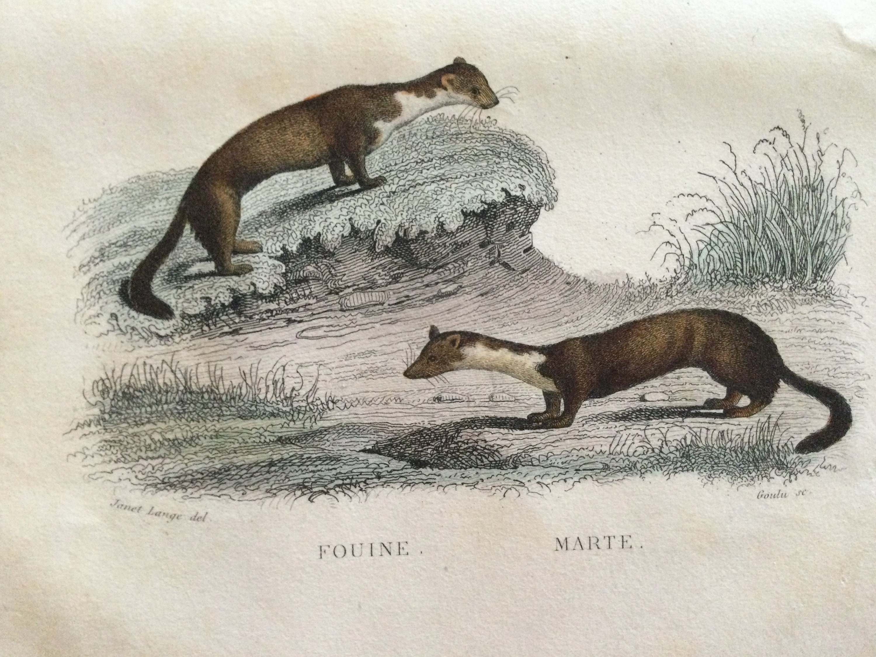 1861 Blaireau Loutre Fouine Marte Zoologie Gravure Ancienne Histoire Naturelle - Animals Print Antiq
