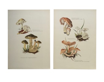 Set of 2 vintage prints Mushrooms, Hygrophore, Camarophylle, Botanical prints, botanical poster, frenchvintageprints