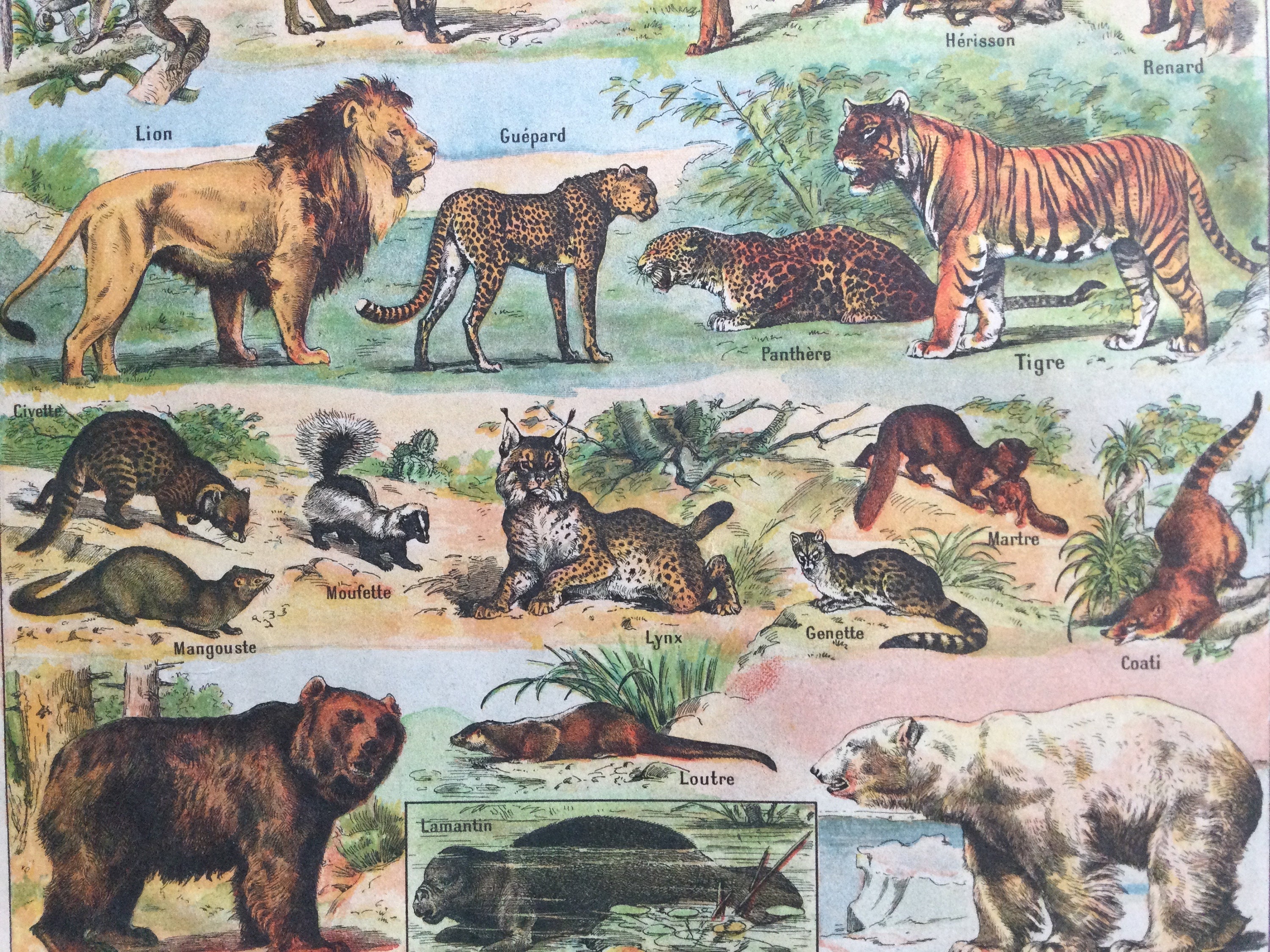 Pôster Felinos Leão Pantera Onça Tigre Bichos E Animais A4