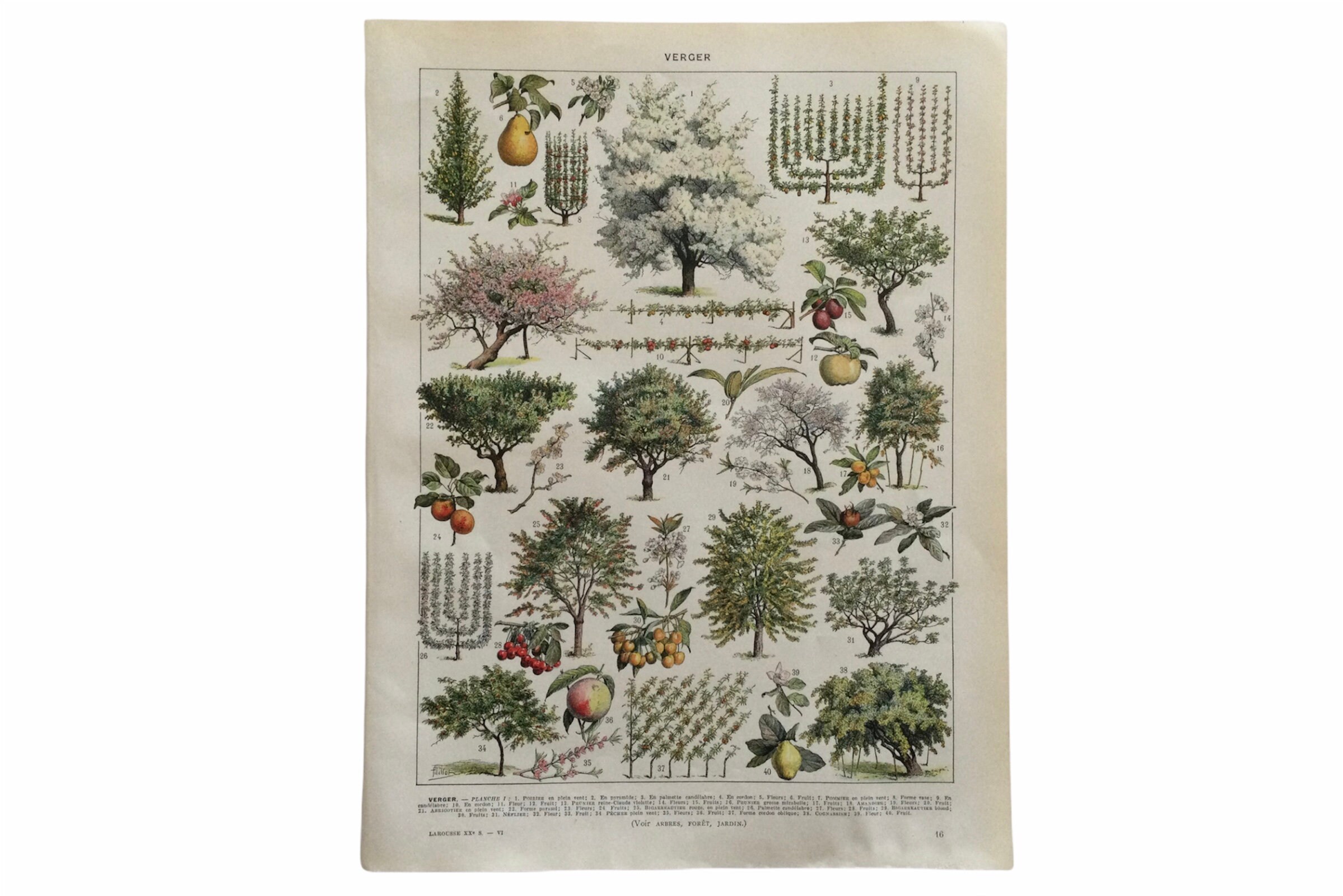 Affiche Vintage Arbres Trees - Botanic Print Troncs, Feuilles, Fleurs Peuplier, Merisier, Noisetier 