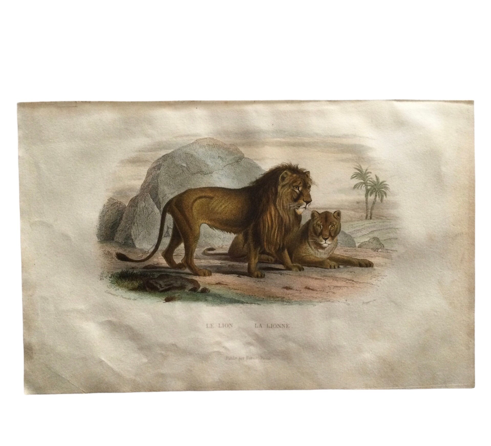 1861 Lion Rare Gravure Ancienne Zoologie - Animals Print Antique French Paper Vintage Français -