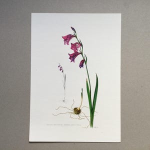 Flower Gladiolus of marsh Vintage print Vintage flower poster Botanical prints Old flower illustration 60s