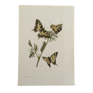 1963 Schmetterling, Papilionidae, Schwalbenschwanz Schmetterlinge, Insekten, Lepidoptera Vintage Druck antike Illustration