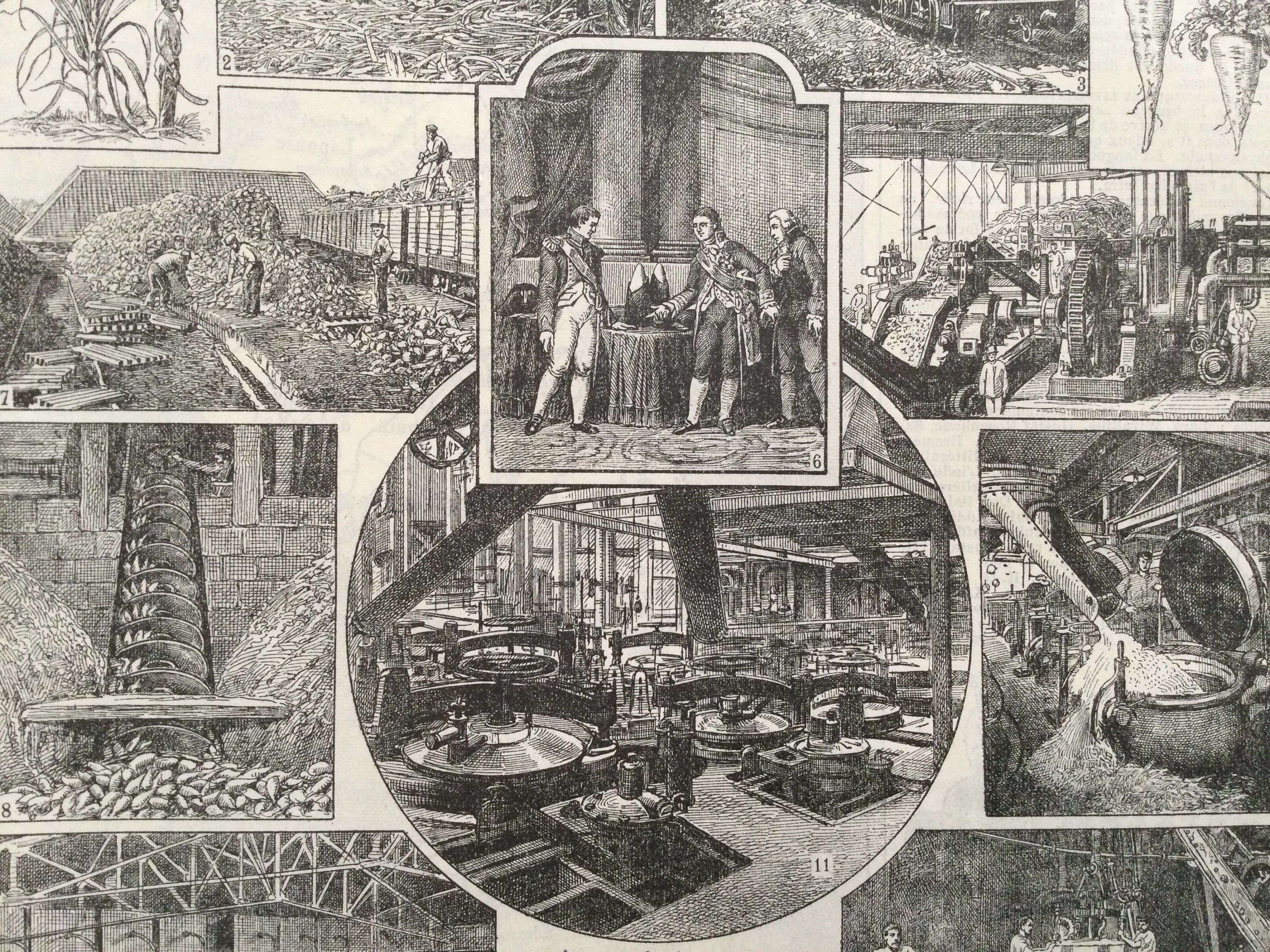 Sucre Canne à Sucre, Betteraves Sucre - Antique Print France Vintage Français
