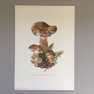 Peut inclure: Une impression botanique vintage représentant des champignons bruns et blancs avec des chapeaux et des tiges texturés, entourés de feuillage vert. L'illustration est sur fond crème. Le texte est en bas.