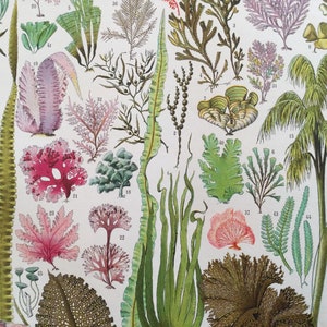 Algas, 1933. Lámina original de Larousse. Ficología, algología, grabados botánicos de plantas marinas. frenchvintageprints