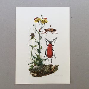 19631967 Insects Pyrochroidae, Pyrochchroa coccinea, Coleoptera, insect prints, Vintage Insect Print, Old Illustration