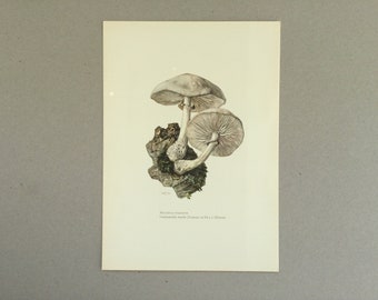 Mushrooms, Slime Mucidule, Botanical Prints, Original plate, vintage botanical poster, Mushrooms, frenchvintageprints 1962