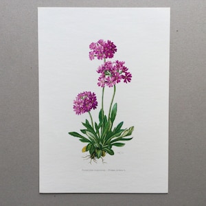 1962 Prímula de flor, impressão de flores, pôster de flores, impressões botânicas Impressão vintage, Ilustração de flores antigas
