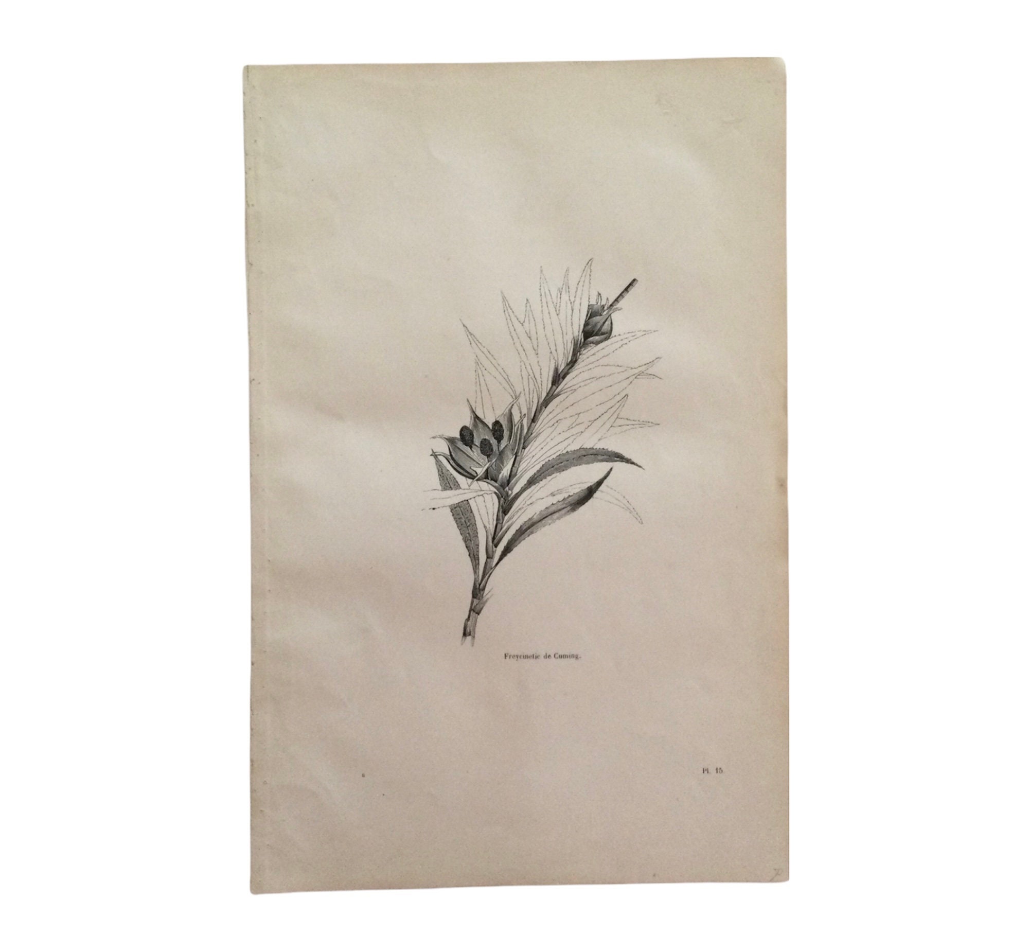 1862 Freyeinetic de Cuming Fleur - Plantes Print Botanique Botanical Antique French Paper Vintage Fr
