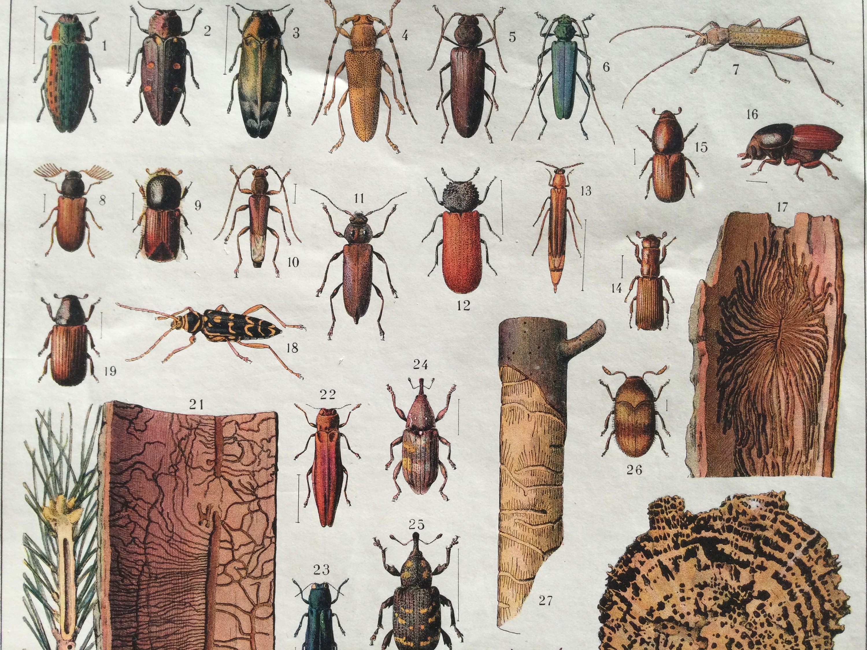 Insectes - Coléoptères Xylophages Nuisibles Du Bois Insectes Poster Vintage Antique French Print Vin