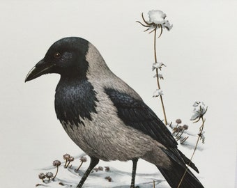 Corneille Bird, Bird prints, old bird illustration, original plate, ornithology, Bird engraving, 1969