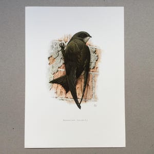 Vencejo común, Apus apus, Aves, Aves en rama, Impresión vintage de aves, Ilustración antigua vintage de los años 60