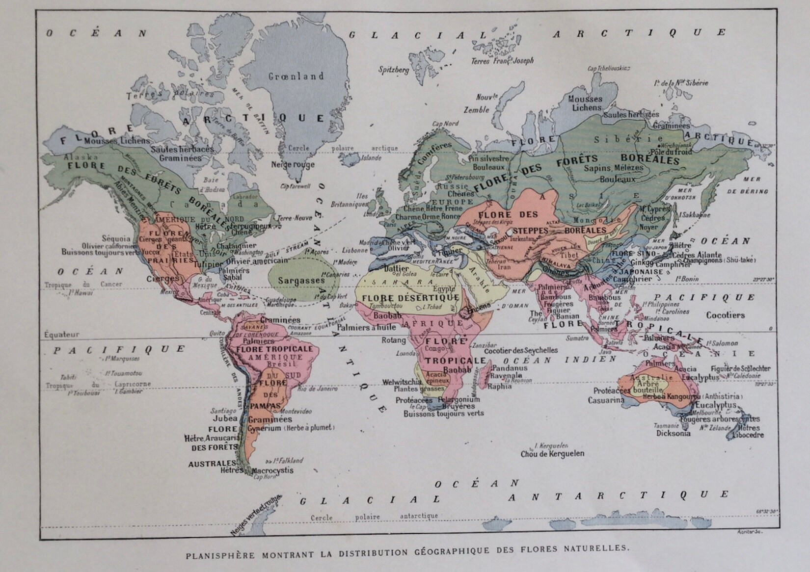 Cartes Vintage Des Plantes - Carte Ancienne Du Monde Plantes Antique French Poster Vintage Français