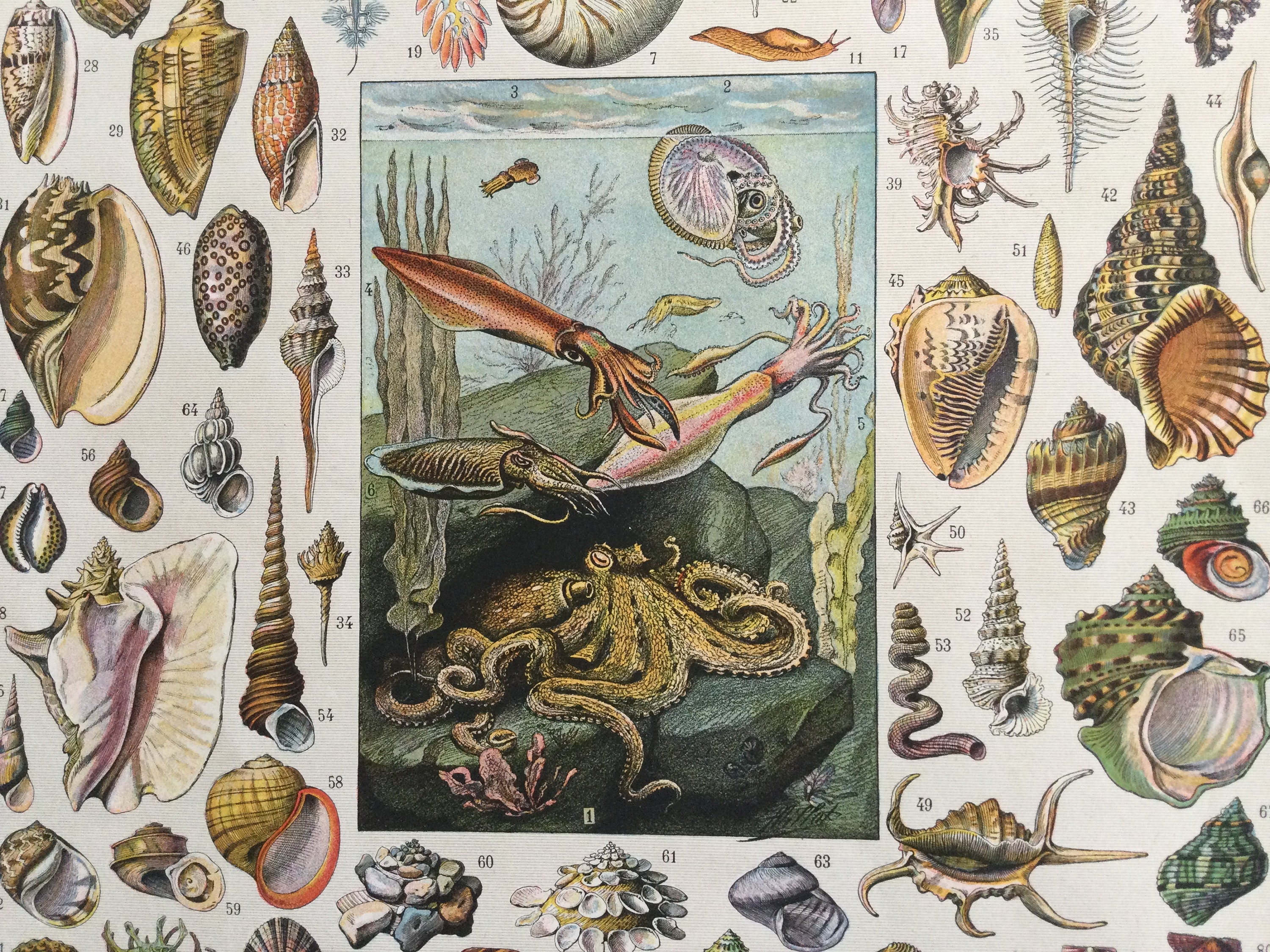 Mollusques - Print Monde de La Mer Coquillages, Antique Poster Vintage France Print