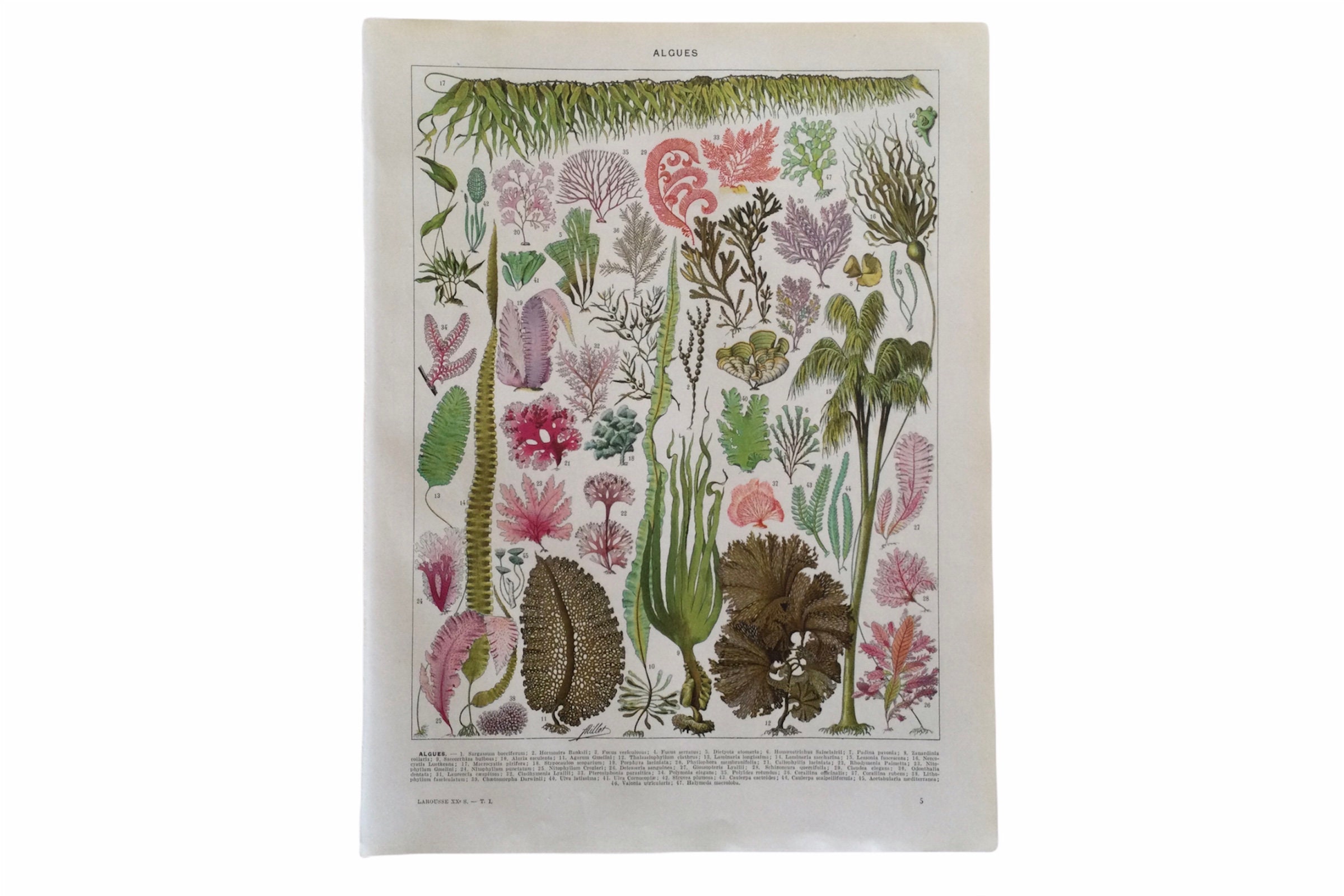 Affiche Vintage Botanique Les Algues - Algae Print Botanique Antique French Décoration Murale Trouva