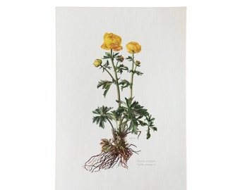 Flower, European Troll, flower print, flower poster, botanical prints Vintage print, Old illustration Vintage flower prints