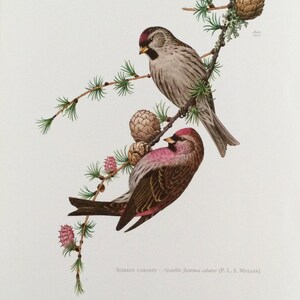 Redpoll Cabaret, Pájaros, pájaros en rama, estampado de pájaros Estampado vintage, Ilustración vintage antigua de los años 60